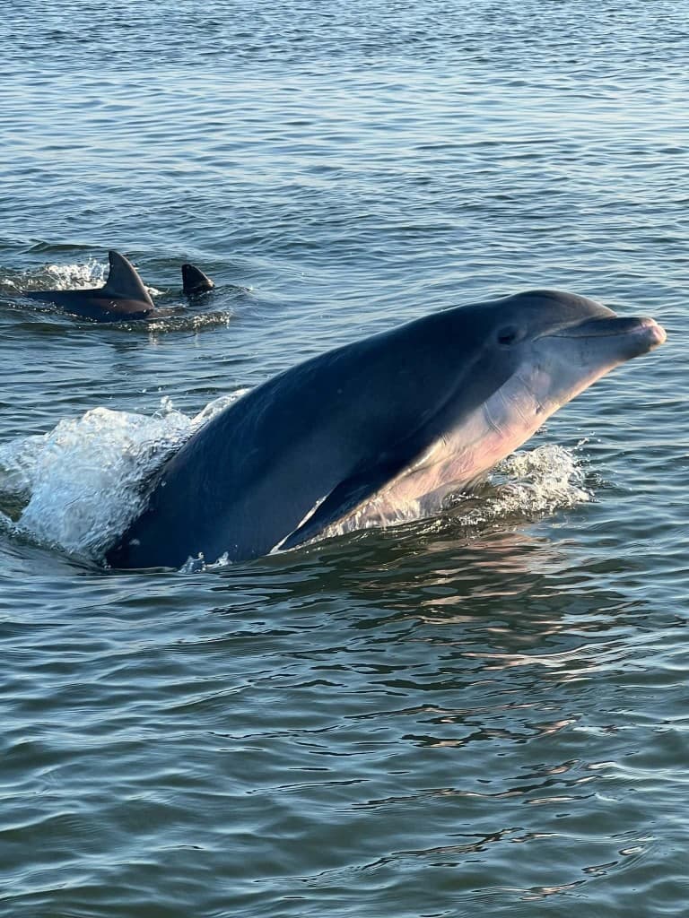 A bottlenose dolphin breaking the surface beside other dolphins near Topsail Island